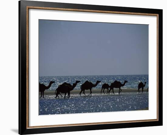 Camels Crossing Coastal Lagoon and Arabian Sea, Near Salalah, Dhofar Region, Oman, Middle East-Patrick Dieudonne-Framed Photographic Print