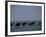 Camels Crossing Coastal Lagoon and Arabian Sea, Near Salalah, Dhofar Region, Oman, Middle East-Patrick Dieudonne-Framed Photographic Print