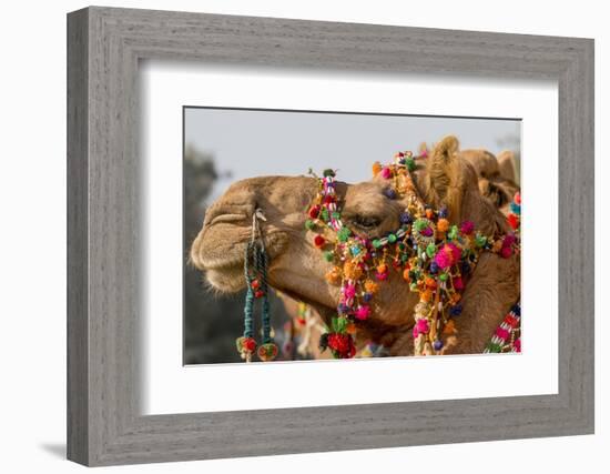 Camels Decorated for a Desert Festival. Jaisalmer. Rajasthan. India-Tom Norring-Framed Photographic Print