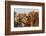 Camels Decorated for a Desert Festival. Jaisalmer. Rajasthan. India-Tom Norring-Framed Photographic Print