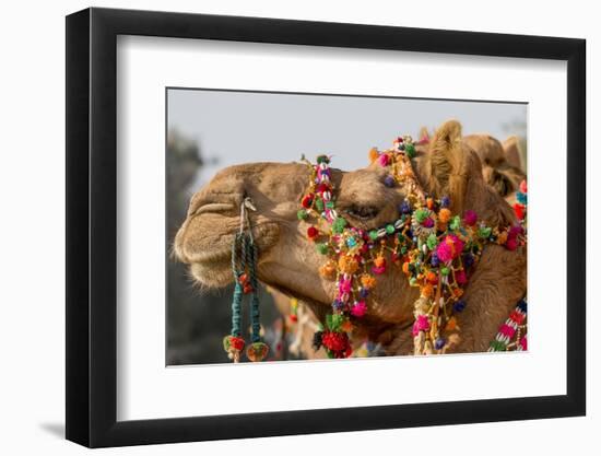 Camels Decorated for a Desert Festival. Jaisalmer. Rajasthan. India-Tom Norring-Framed Photographic Print