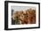 Camels Decorated for a Desert Festival. Jaisalmer. Rajasthan. India-Tom Norring-Framed Photographic Print