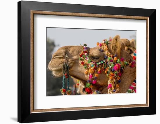 Camels Decorated for a Desert Festival. Jaisalmer. Rajasthan. India-Tom Norring-Framed Photographic Print