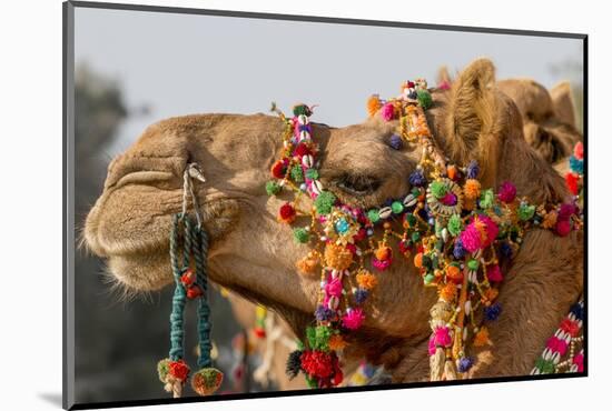 Camels Decorated for a Desert Festival. Jaisalmer. Rajasthan. India-Tom Norring-Mounted Photographic Print