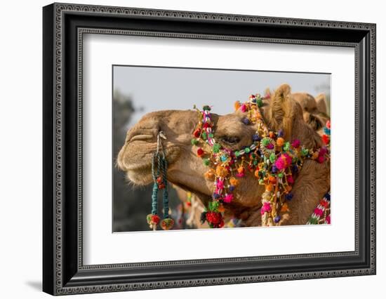 Camels Decorated for a Desert Festival. Jaisalmer. Rajasthan. India-Tom Norring-Framed Photographic Print