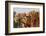 Camels Decorated for a Desert Festival. Jaisalmer. Rajasthan. India-Tom Norring-Framed Photographic Print