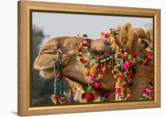 Camels Decorated for a Desert Festival. Jaisalmer. Rajasthan. India-Tom Norring-Framed Premier Image Canvas