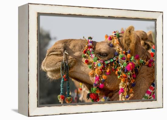 Camels Decorated for a Desert Festival. Jaisalmer. Rajasthan. India-Tom Norring-Framed Premier Image Canvas