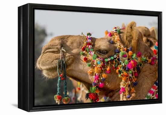 Camels Decorated for a Desert Festival. Jaisalmer. Rajasthan. India-Tom Norring-Framed Premier Image Canvas