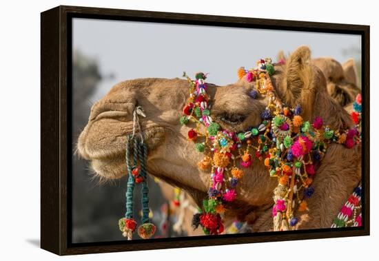 Camels Decorated for a Desert Festival. Jaisalmer. Rajasthan. India-Tom Norring-Framed Premier Image Canvas