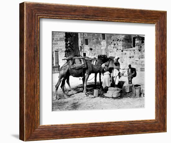 Camels Drinking from Davids Well Bethlehem Israel-null-Framed Photographic Print