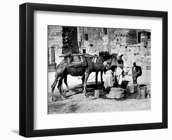 Camels Drinking from Davids Well Bethlehem Israel-null-Framed Photographic Print