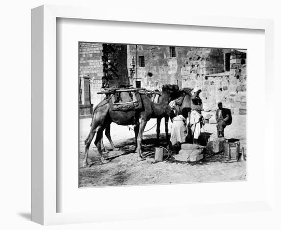 Camels Drinking from Davids Well Bethlehem Israel-null-Framed Photographic Print