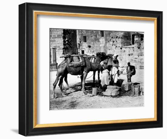 Camels Drinking from Davids Well Bethlehem Israel-null-Framed Photographic Print