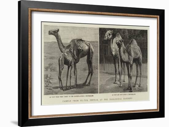 Camels from El-Teb, Soudan, at the Zoological Gardens-null-Framed Giclee Print