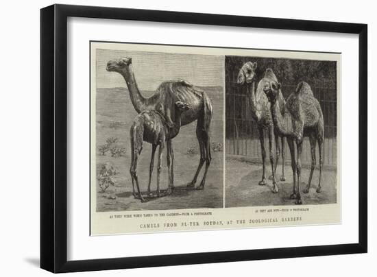 Camels from El-Teb, Soudan, at the Zoological Gardens-null-Framed Giclee Print