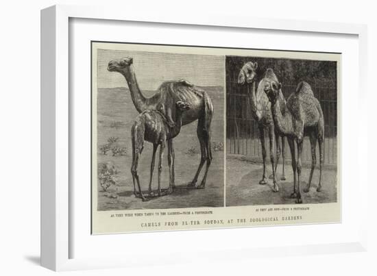 Camels from El-Teb, Soudan, at the Zoological Gardens-null-Framed Giclee Print