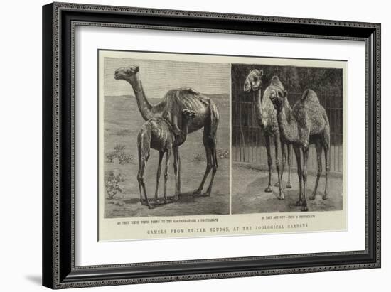 Camels from El-Teb, Soudan, at the Zoological Gardens-null-Framed Giclee Print