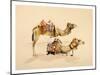 Camels from Petra, 2007-Alison Cooper-Mounted Giclee Print