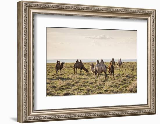 Camels grazing, Ulziit, Middle Gobi province, Mongolia, Central Asia, Asia-Francesco Vaninetti-Framed Photographic Print