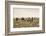 Camels grazing, Ulziit, Middle Gobi province, Mongolia, Central Asia, Asia-Francesco Vaninetti-Framed Photographic Print