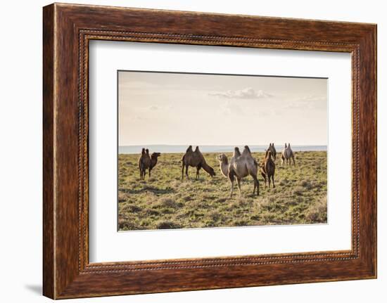 Camels grazing, Ulziit, Middle Gobi province, Mongolia, Central Asia, Asia-Francesco Vaninetti-Framed Photographic Print