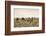 Camels grazing, Ulziit, Middle Gobi province, Mongolia, Central Asia, Asia-Francesco Vaninetti-Framed Photographic Print