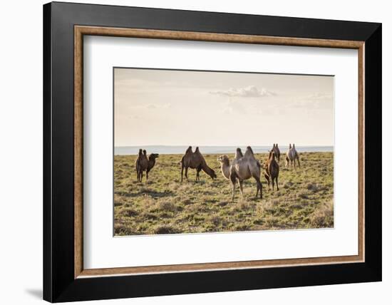 Camels grazing, Ulziit, Middle Gobi province, Mongolia, Central Asia, Asia-Francesco Vaninetti-Framed Photographic Print