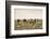 Camels grazing, Ulziit, Middle Gobi province, Mongolia, Central Asia, Asia-Francesco Vaninetti-Framed Photographic Print