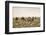 Camels grazing, Ulziit, Middle Gobi province, Mongolia, Central Asia, Asia-Francesco Vaninetti-Framed Photographic Print