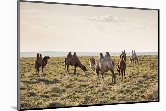 Camels grazing, Ulziit, Middle Gobi province, Mongolia, Central Asia, Asia-Francesco Vaninetti-Mounted Photographic Print