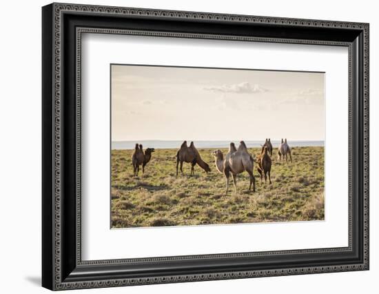 Camels grazing, Ulziit, Middle Gobi province, Mongolia, Central Asia, Asia-Francesco Vaninetti-Framed Photographic Print