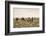 Camels grazing, Ulziit, Middle Gobi province, Mongolia, Central Asia, Asia-Francesco Vaninetti-Framed Photographic Print