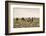 Camels grazing, Ulziit, Middle Gobi province, Mongolia, Central Asia, Asia-Francesco Vaninetti-Framed Photographic Print