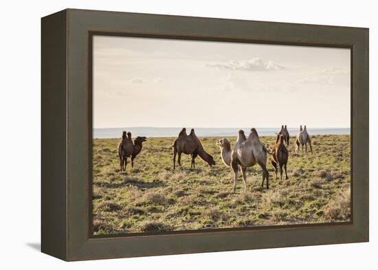 Camels grazing, Ulziit, Middle Gobi province, Mongolia, Central Asia, Asia-Francesco Vaninetti-Framed Premier Image Canvas