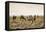 Camels grazing, Ulziit, Middle Gobi province, Mongolia, Central Asia, Asia-Francesco Vaninetti-Framed Premier Image Canvas