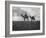 Camels in the Desert Outside Cairo, Egypt, C1920S-null-Framed Giclee Print