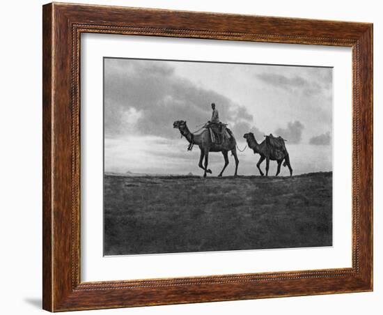 Camels in the Desert Outside Cairo, Egypt, C1920S-null-Framed Giclee Print