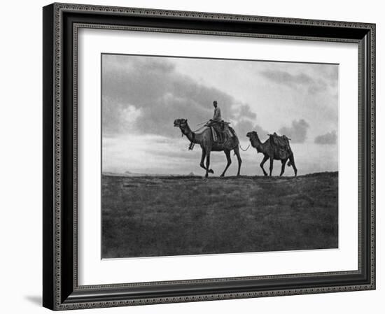 Camels in the Desert Outside Cairo, Egypt, C1920S-null-Framed Giclee Print