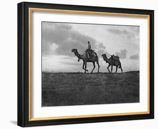 Camels in the Desert Outside Cairo, Egypt, C1920S-null-Framed Giclee Print