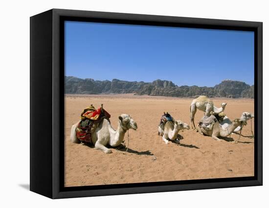 Camels in the Desert, Wadi Rum, Jordan, Middle East-Alison Wright-Framed Premier Image Canvas
