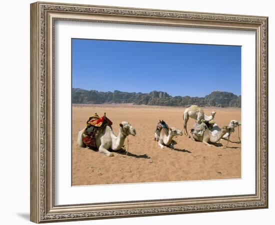 Camels in the Desert, Wadi Rum, Jordan, Middle East-Alison Wright-Framed Photographic Print