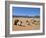 Camels in the Desert, Wadi Rum, Jordan, Middle East-Alison Wright-Framed Photographic Print