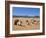 Camels in the Desert, Wadi Rum, Jordan, Middle East-Alison Wright-Framed Photographic Print