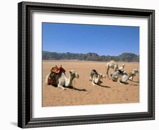 Camels in the Desert, Wadi Rum, Jordan, Middle East-Alison Wright-Framed Photographic Print