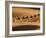 Camels in the Dunes, Merzouga, Morocco, North Africa, Africa-Michael Runkel-Framed Photographic Print