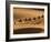 Camels in the Dunes, Merzouga, Morocco, North Africa, Africa-Michael Runkel-Framed Photographic Print