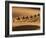 Camels in the Dunes, Merzouga, Morocco, North Africa, Africa-Michael Runkel-Framed Photographic Print