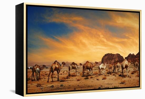 Camels In Wadi Rum-hitdelight-Framed Stretched Canvas