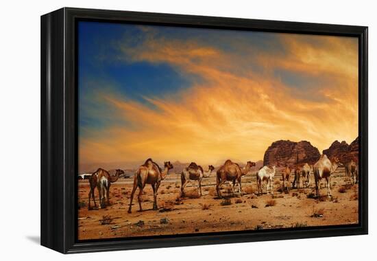 Camels In Wadi Rum-hitdelight-Framed Stretched Canvas